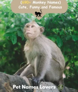 Monkey Names