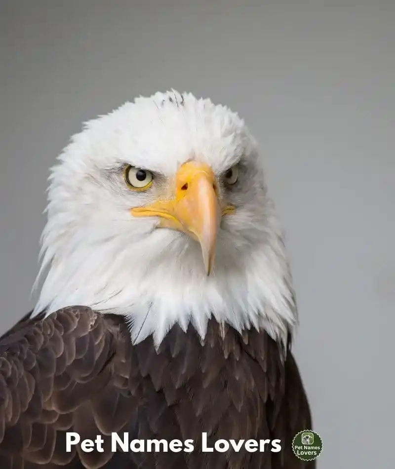 Bald Eagle Names