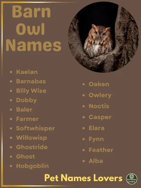 Barn Owl Names