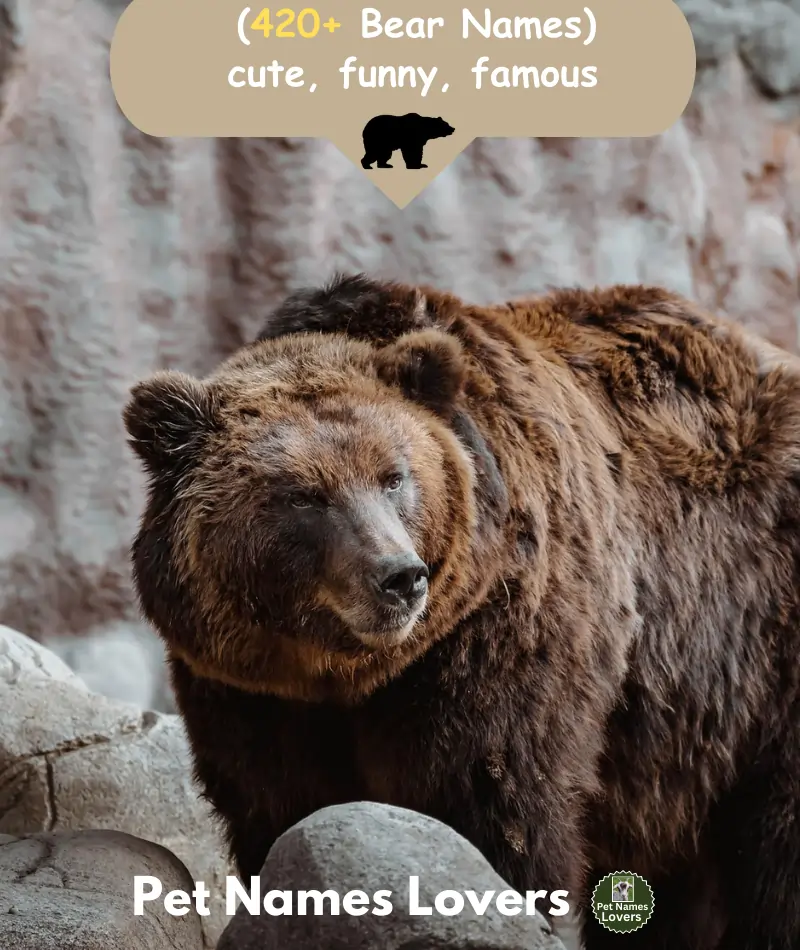 Bear Names