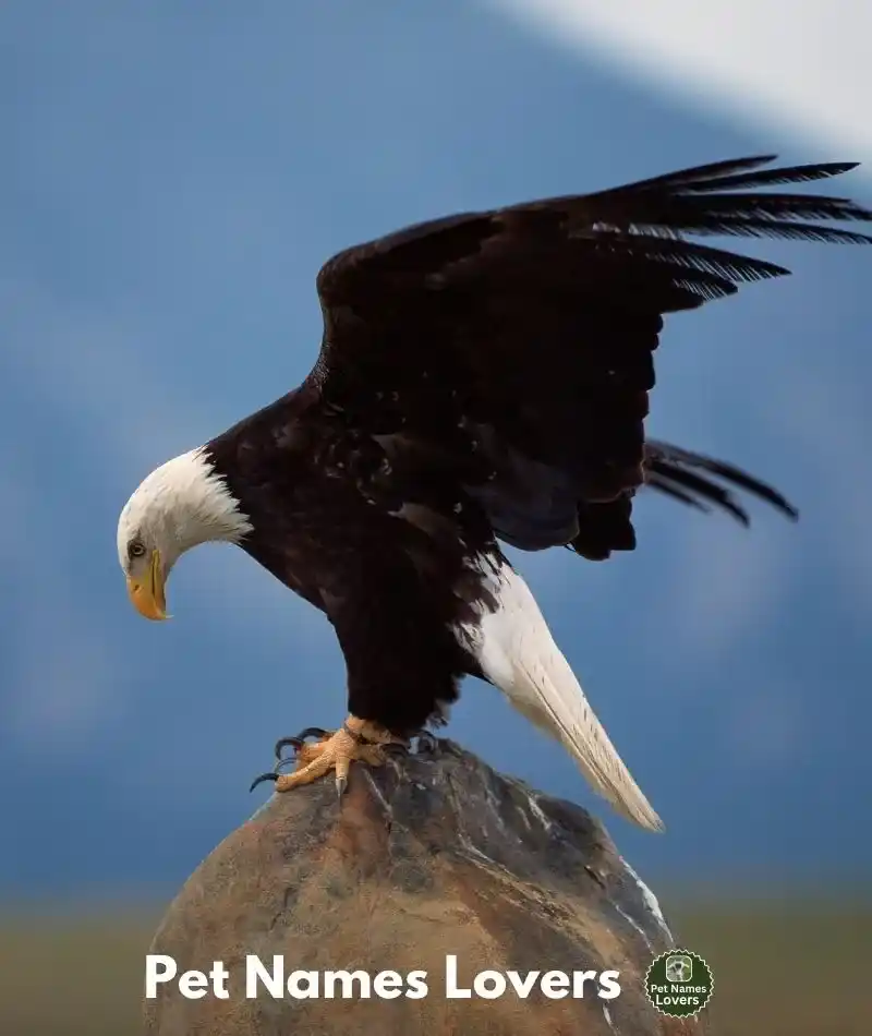 Best Eagle Names