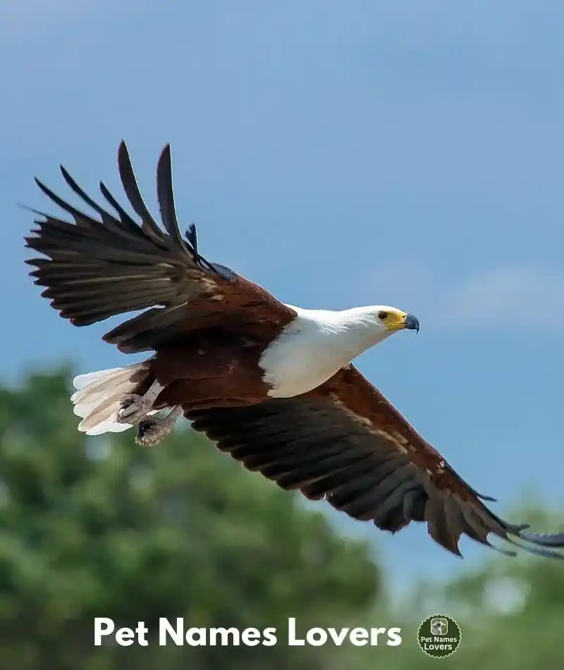 Cool Eagle Names