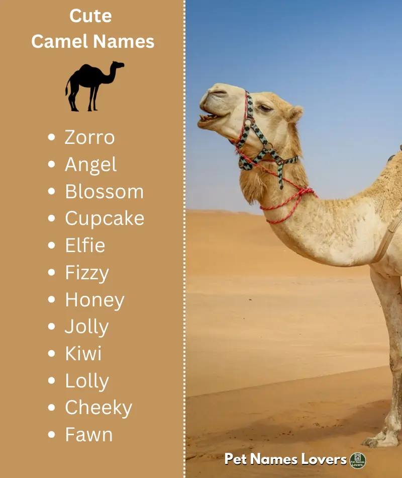 Cute Camel Names