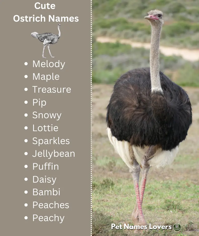 Cute Ostrich Names