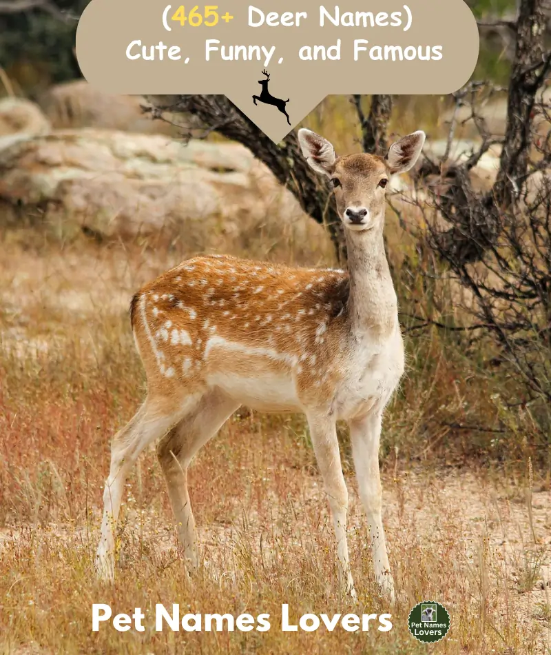 Deer Names