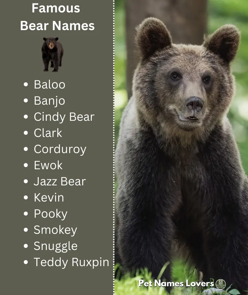 Famous Bear Names