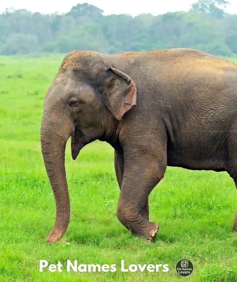 Female Elephant Names