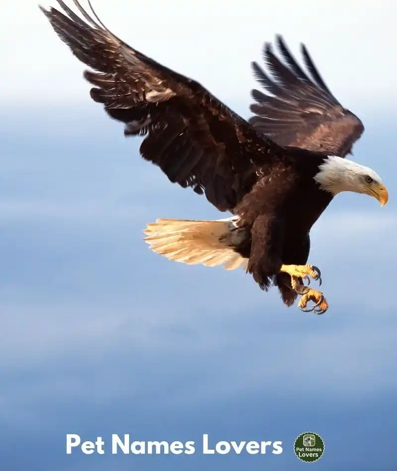 Female eagle names