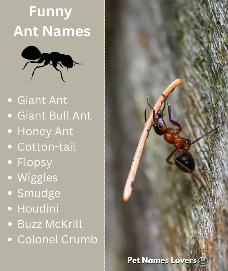 Funny Ant Names