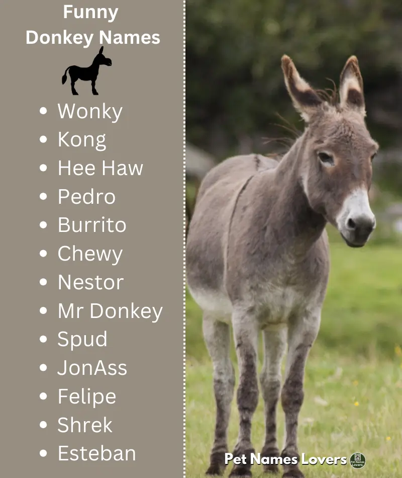 Funny Donkey Names