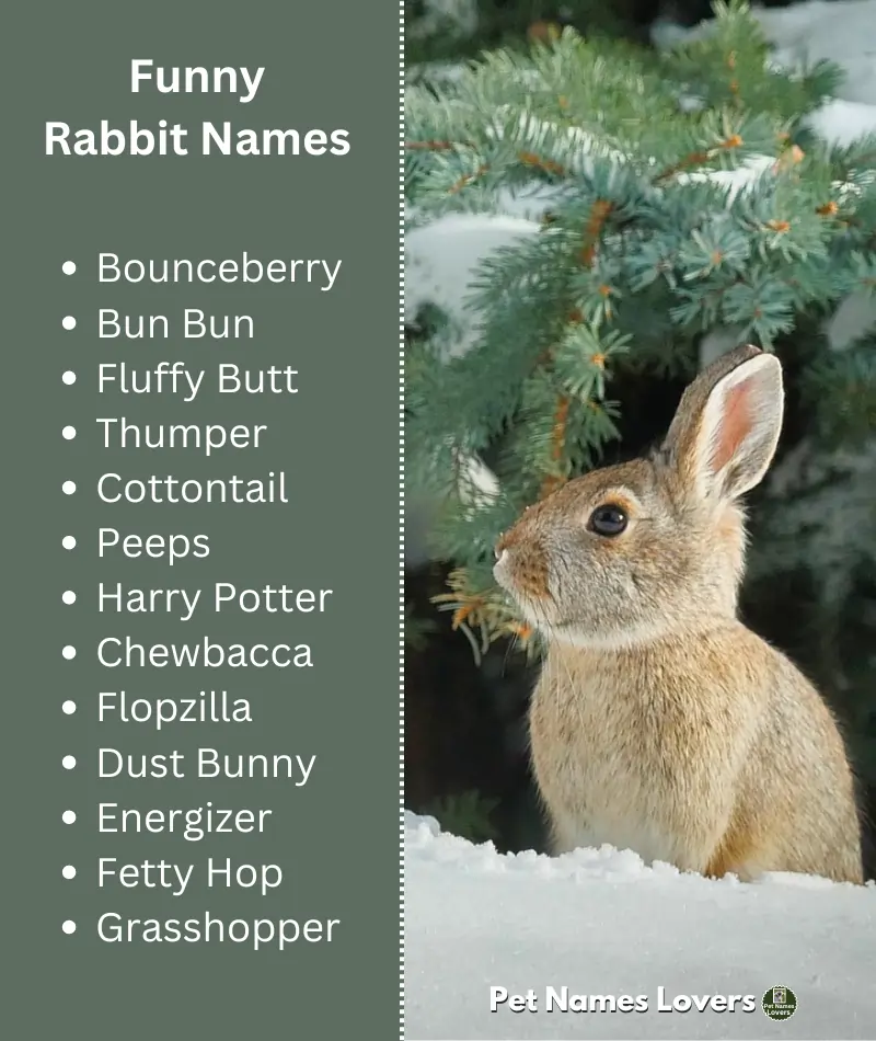 Funny Rabbit Names