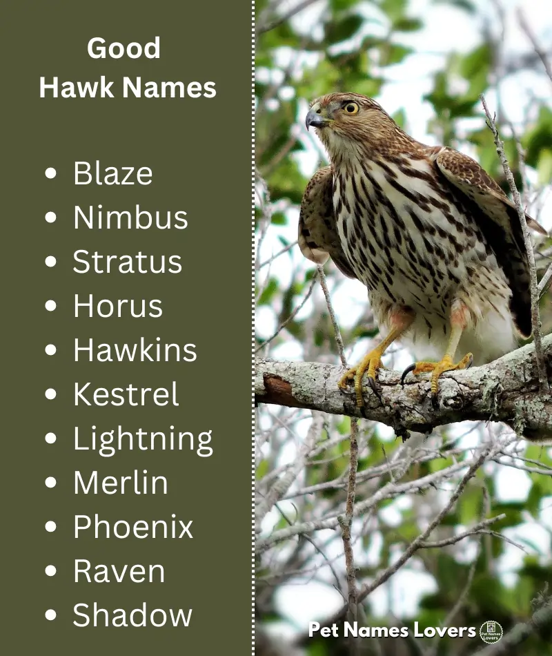 Good Hawk Names