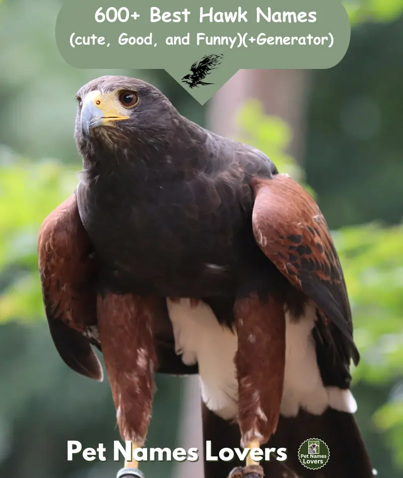 Hawk Names