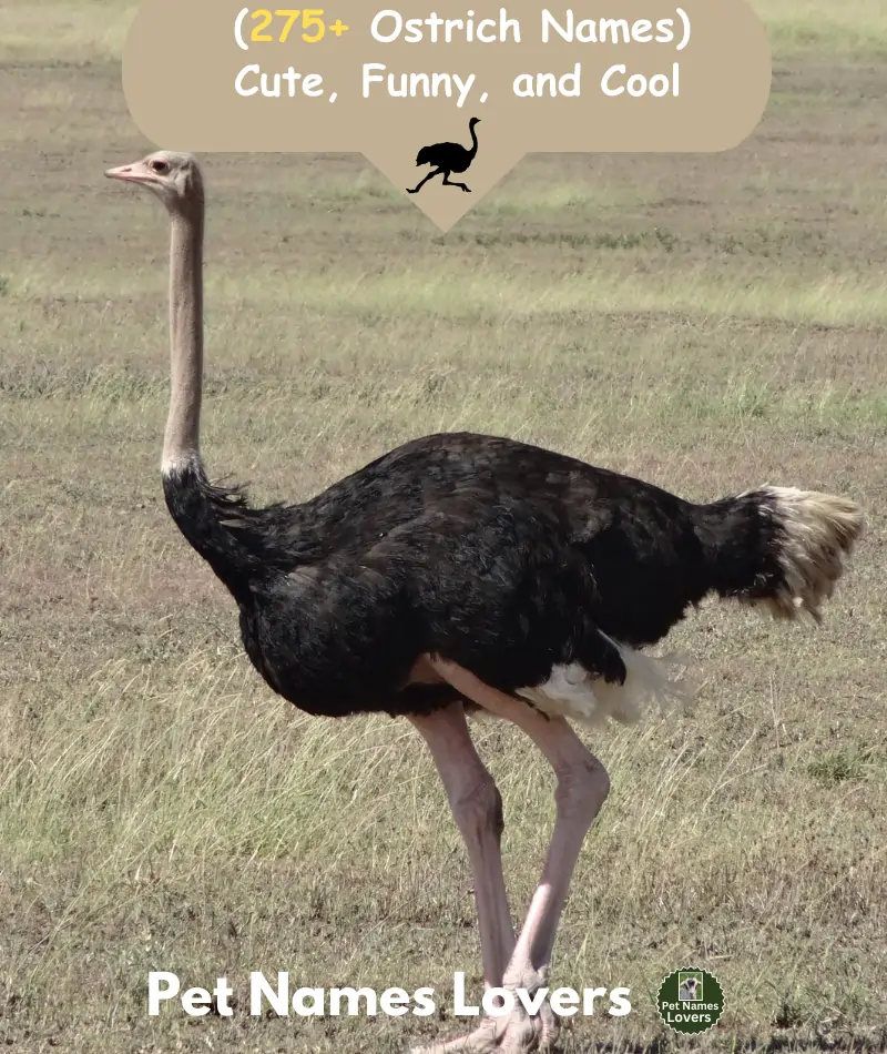 Ostrich Names