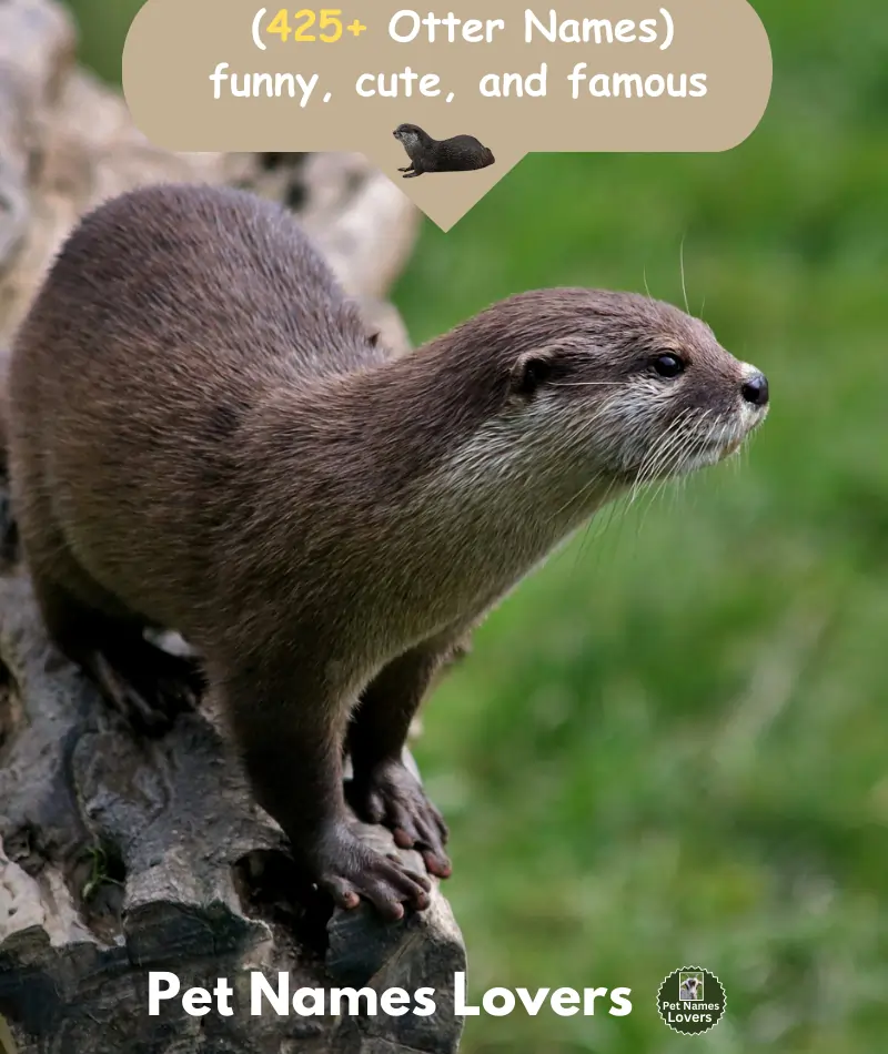 Otter Names