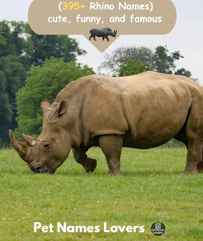 Rhino Names