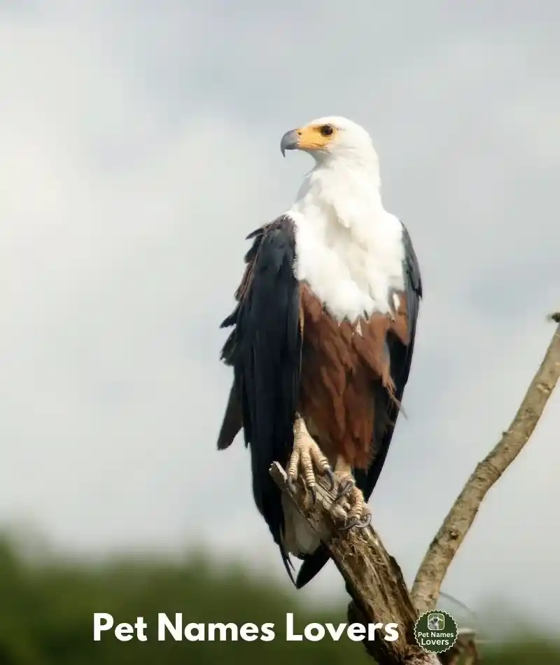 Sea Eagle Names