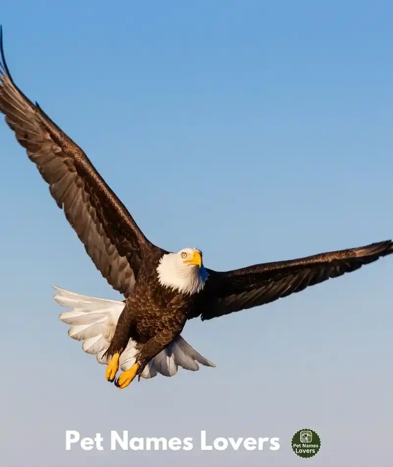 eagle names