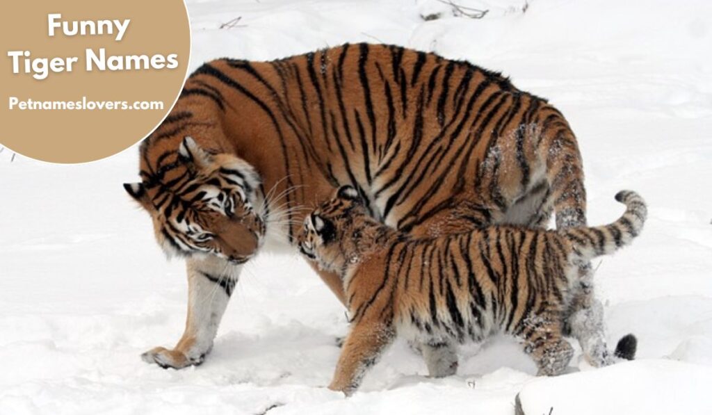 Funny Tiger Names