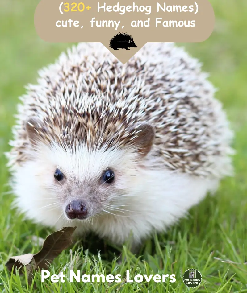 Hedgehog Names