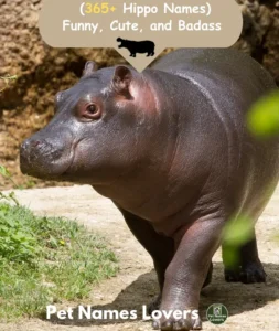 Hippo Names