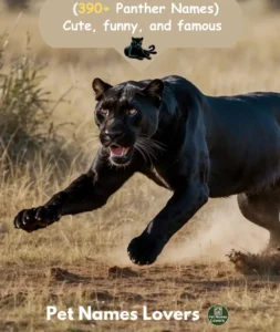 Panther Names