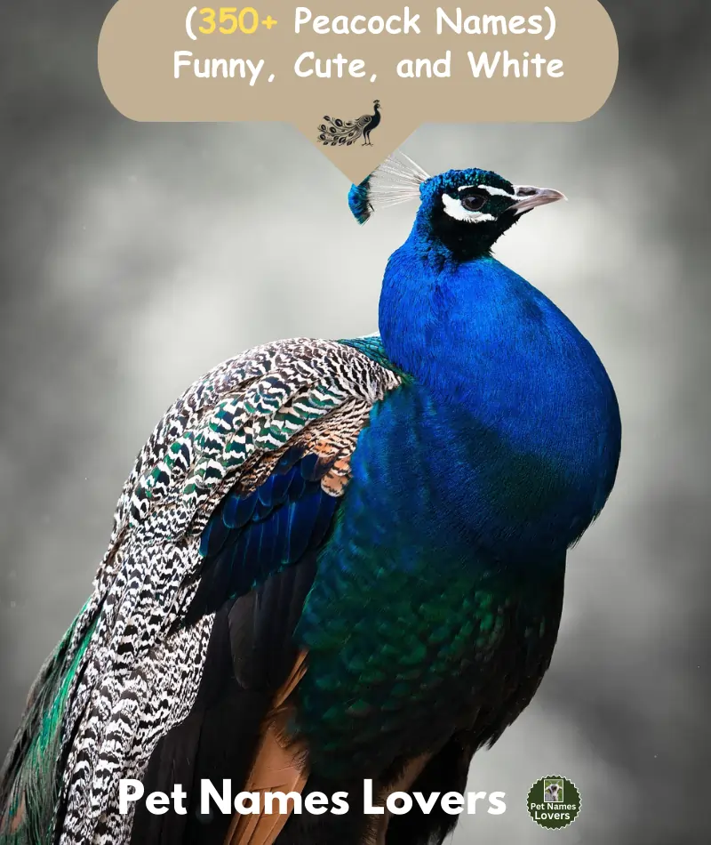 Peacock Names