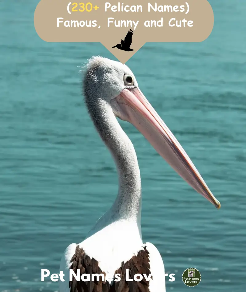 Pelican Names