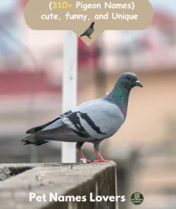 Pigeon Names