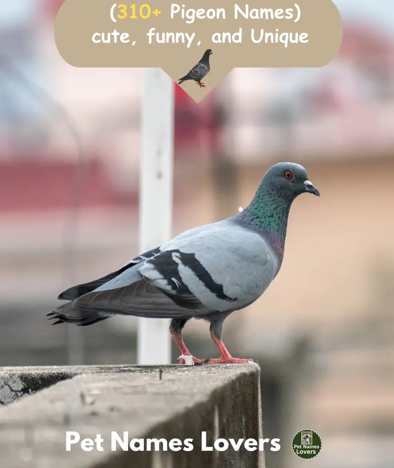 Pigeon Names