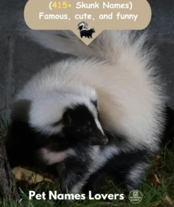 Skunk Names
