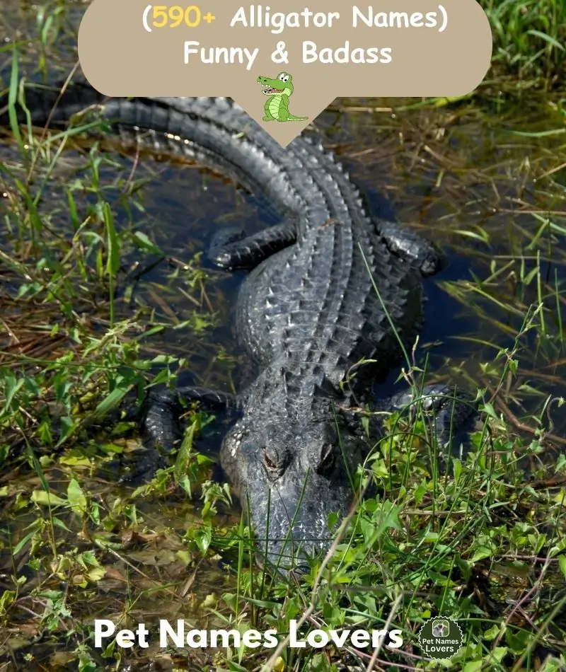 Alligator Names