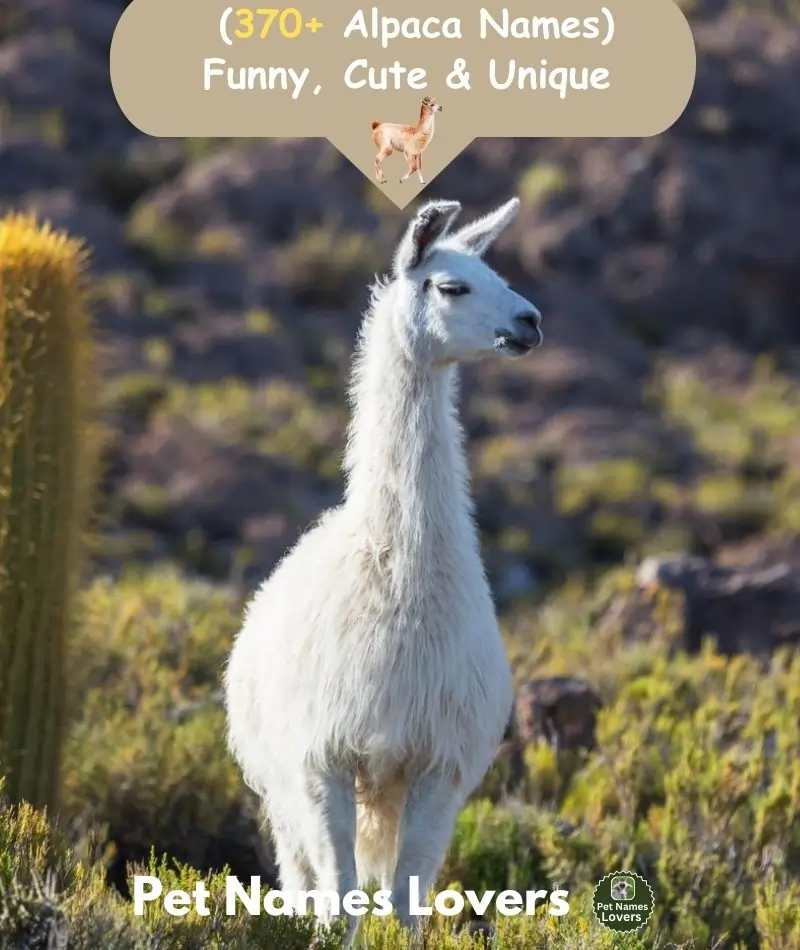 Alpaca Names