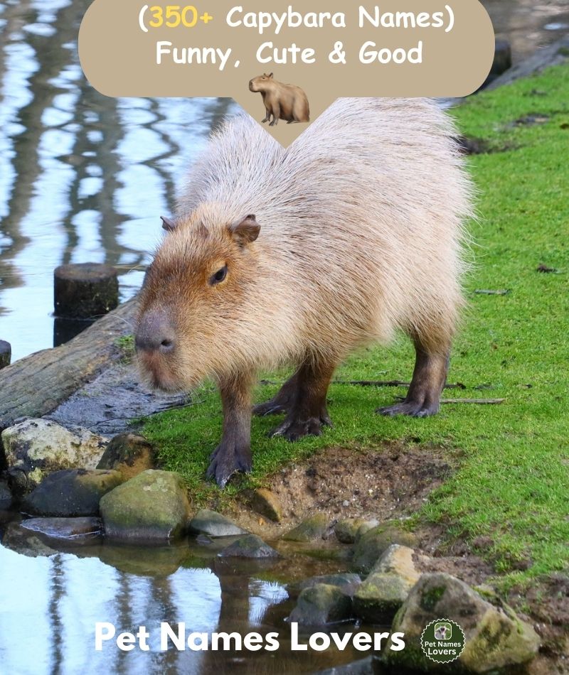 Capybara Names