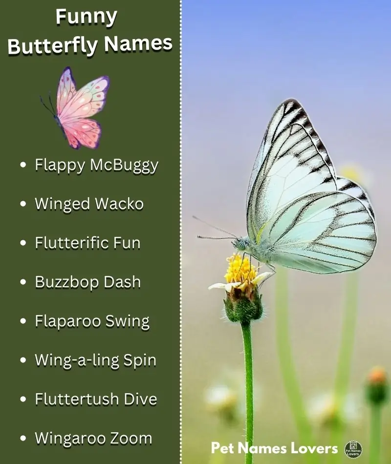 Funny Butterfly Names