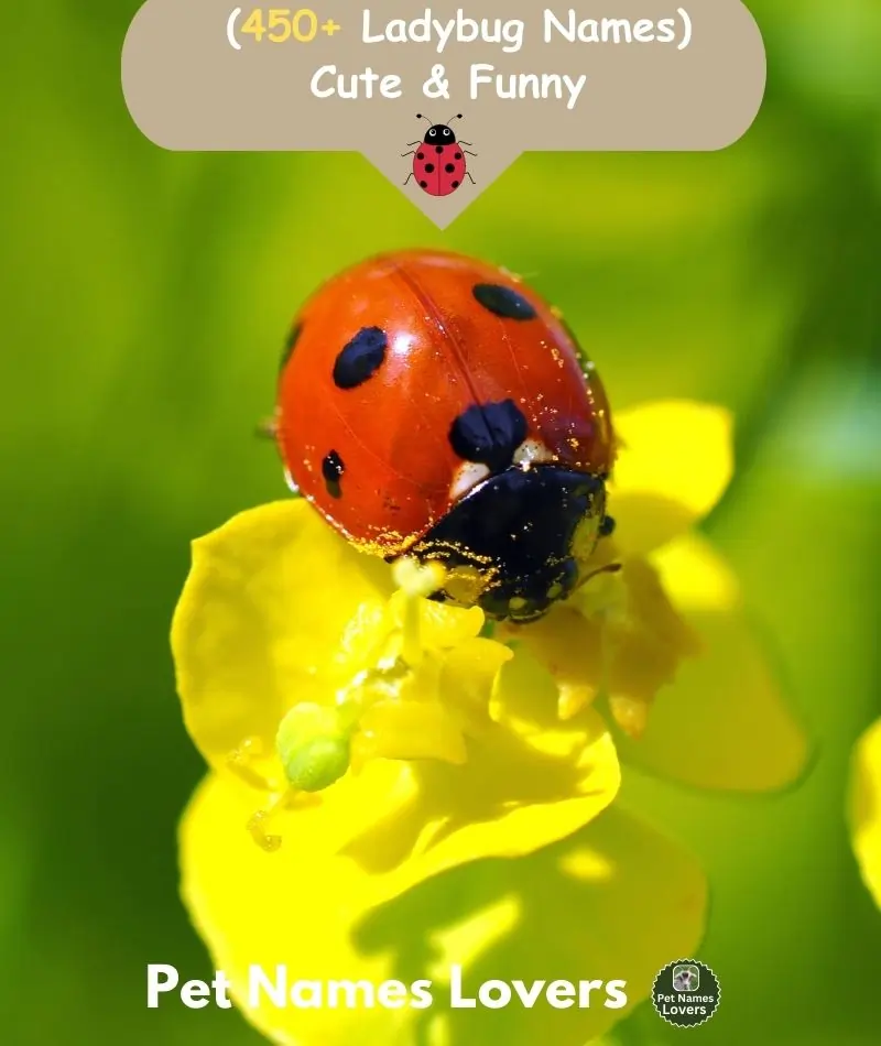 Ladybug Names