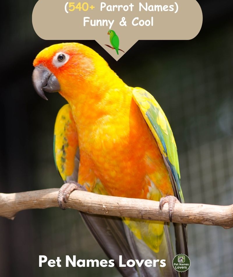 Parrot Names