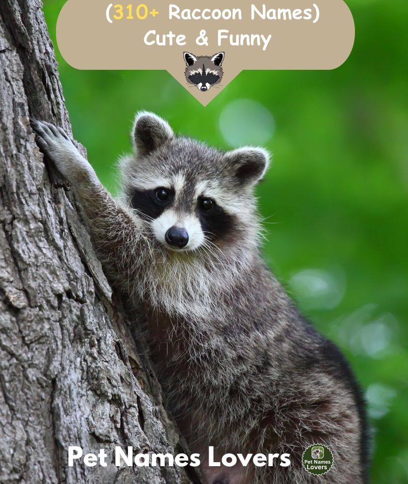 Raccoon Names