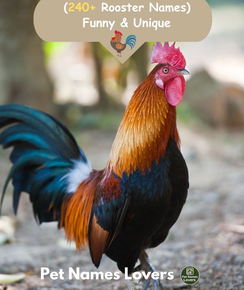 Rooster Names