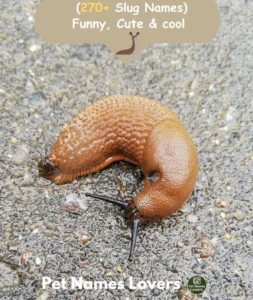 Slug Names