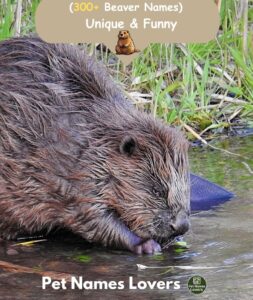 Beaver Names