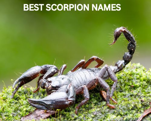 Best Scorpion Names