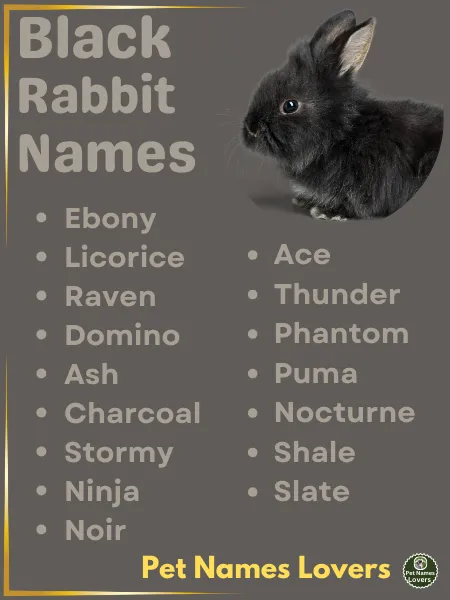 Black Rabbit Names