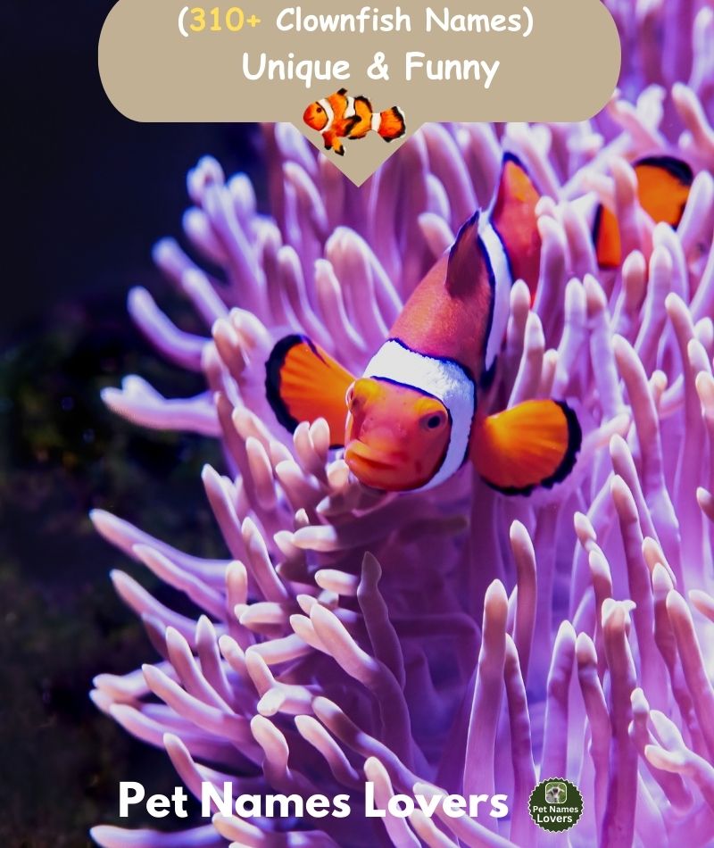 Clownfish Names