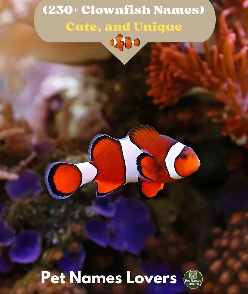 Clownfish Names