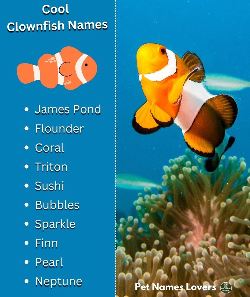 Cool Clownfish Names