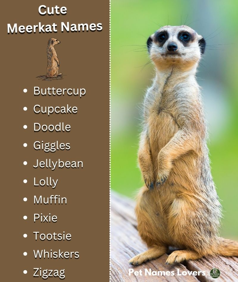 Cute Meerkat Names