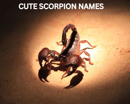 Cute Scorpion Names 