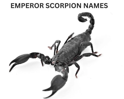 Emperor Scorpion Names