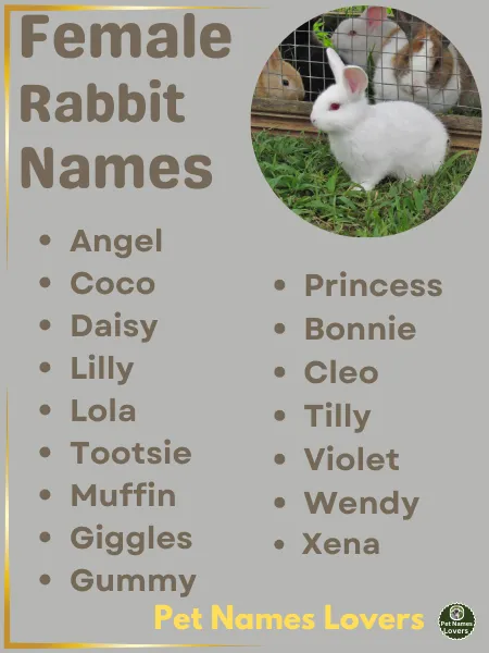 Female Rabbit Names